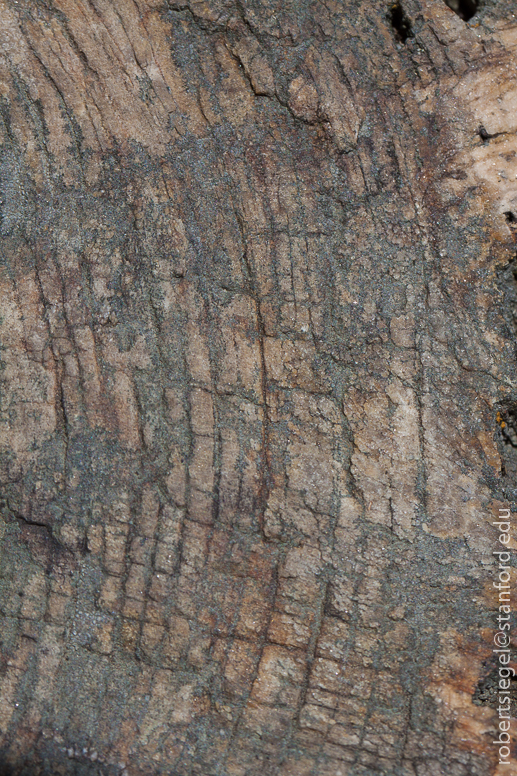 Petrified Forest